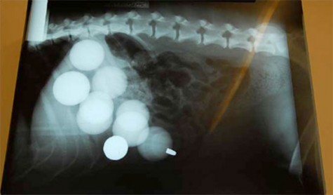 Golf balls swallowed by a dog