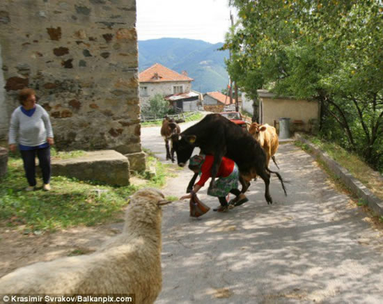 Woman Attacked By a Cow