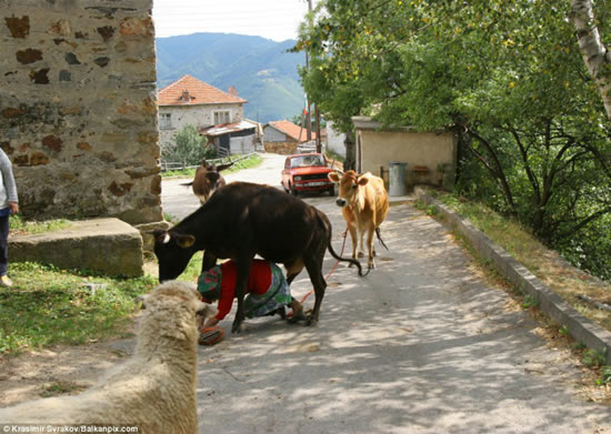 Woman Attacked By a Cow