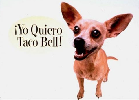 The first commercial with the Taco Bell chihuahua aired 14 years ago. The chihuahua has been dead for 2 years.