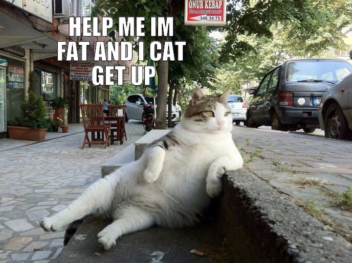This cat was so fat that one day while walking in town he fell and could not get up :(