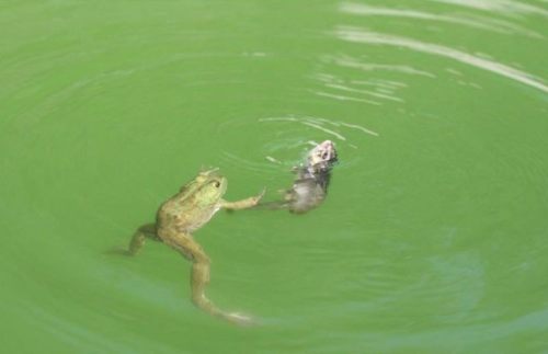 Frog VS Chipmunk