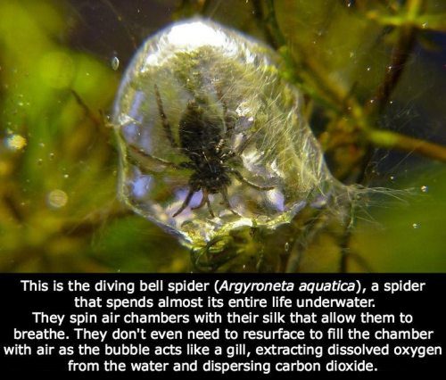 Cool and amazing Scientific Facts...