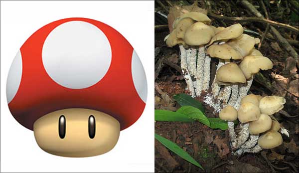 Mushrooms - Psilocybin (Hallucinogenic) Mushrooms