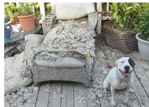 This dog looks so pleased with himself for killing that cushion.