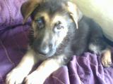 hes a german shepherd and hes 8 weeks isnt he adorable :