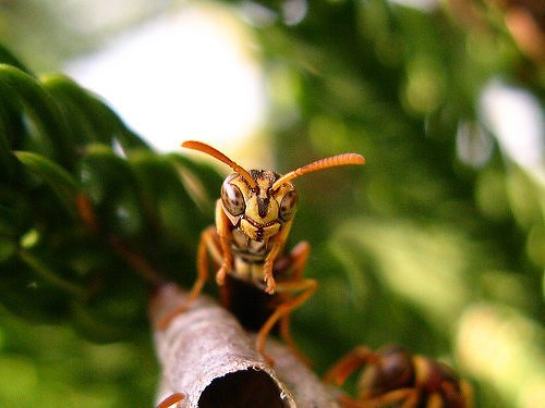 11 Most Interesting Insects