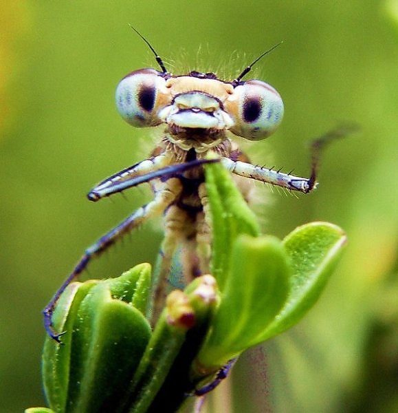 11 Most Interesting Insects