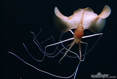 Alien-like Squid Seen at Deep Drilling Site