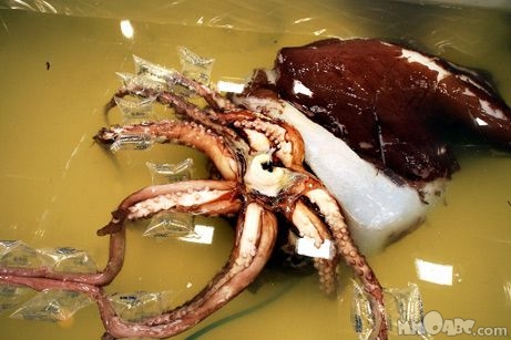 Colossal Squid Revealed in First In-Depth Look