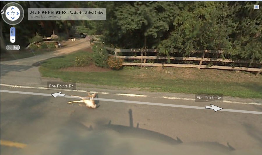 Google Maps Car  Hits Deer