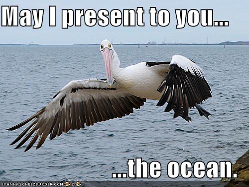 LOL pelican