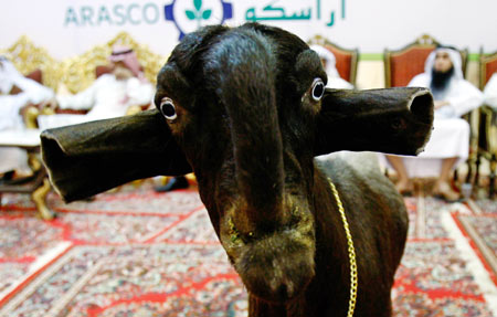 Most Beautiful Goat Competition
