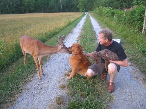 Friendly Deer in Maine