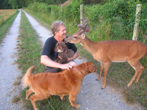 Friendly Deer in Maine