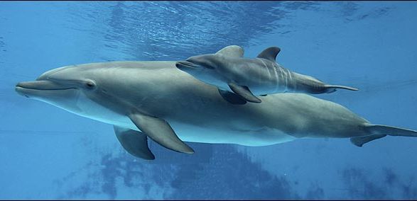 Dolphin birth seen for first time!