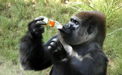 Thirsty ape