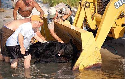 Man Saves Drowning Bear