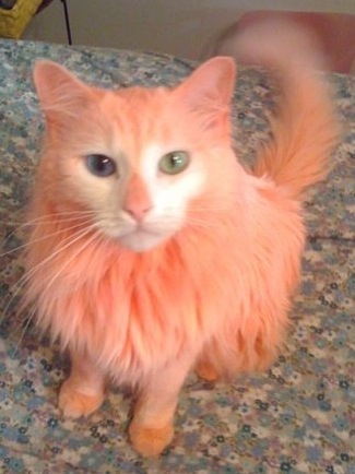 I decided to color my male cat Zeus pink for Easter.