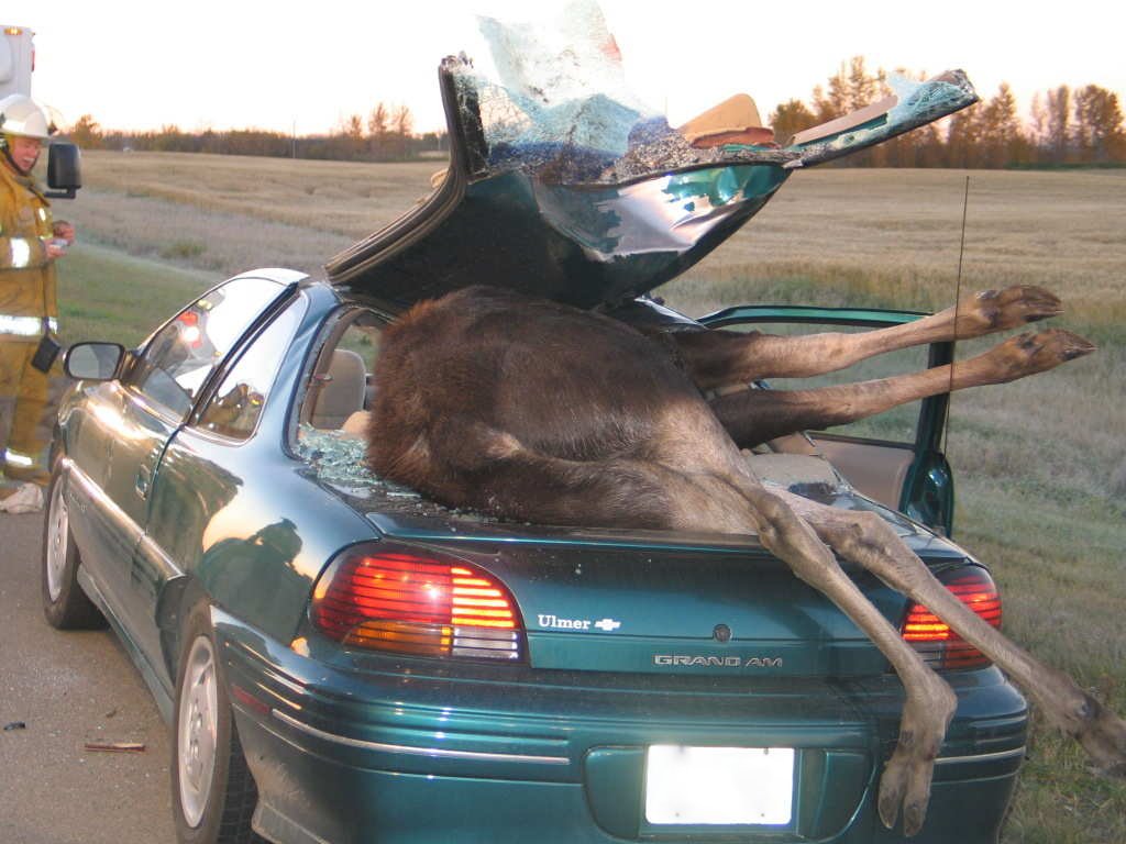 moose hit by car