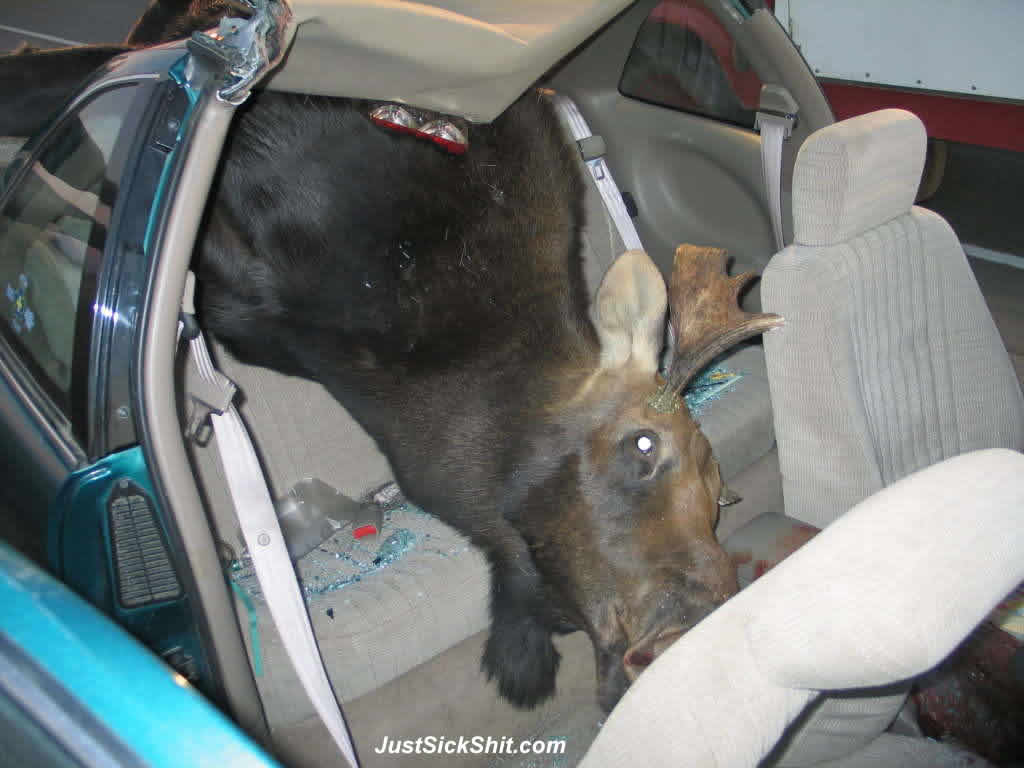 moose hit by car