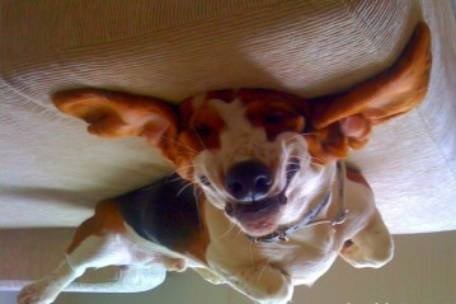 Upside Down Dogs