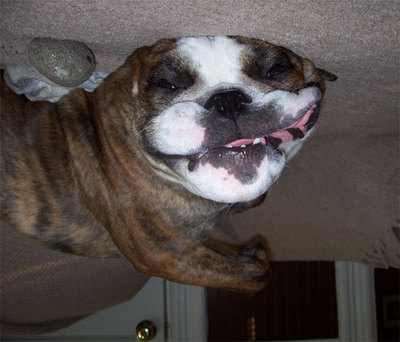 Upside Down Dogs