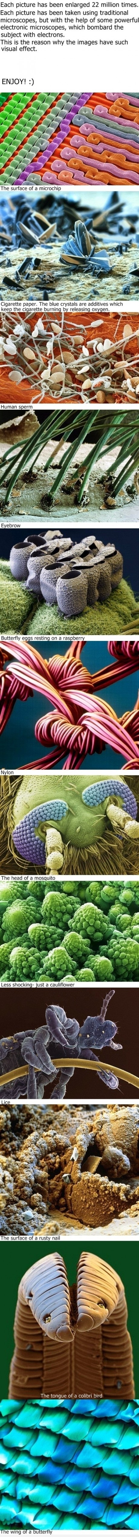 Things Under A Microscope