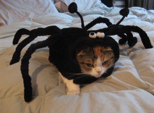 Halloween Animal Costumes