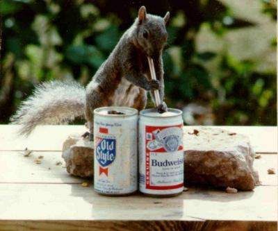 hilarious pictures of squirrels