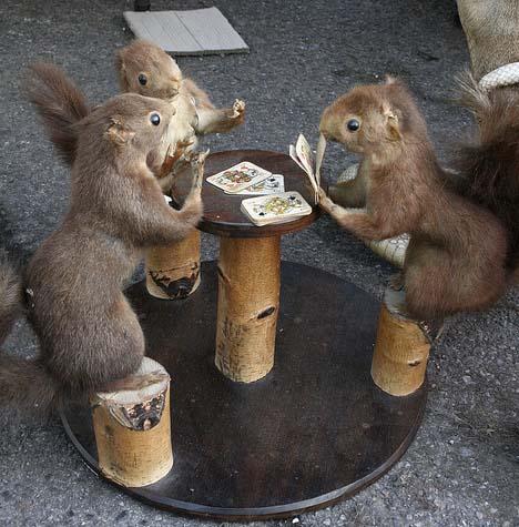 hilarious pictures of squirrels