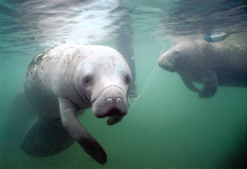 the west indian manatee