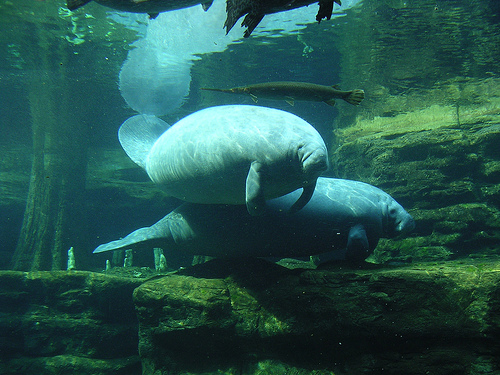 the west indian manatee