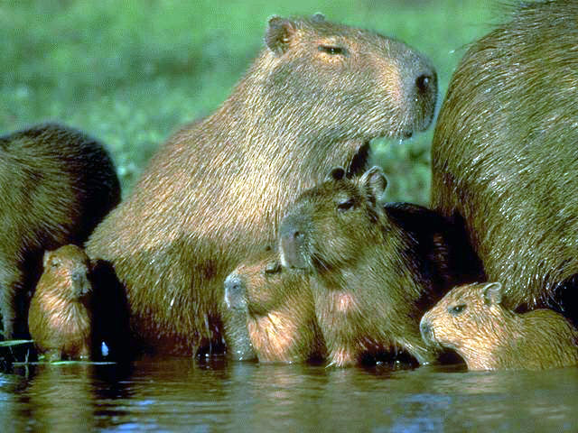 the worlds largest rodent species