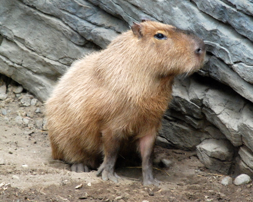 the worlds largest rodent species