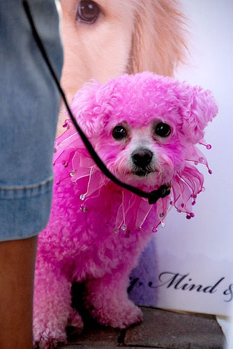 Dogs With Dye Jobs