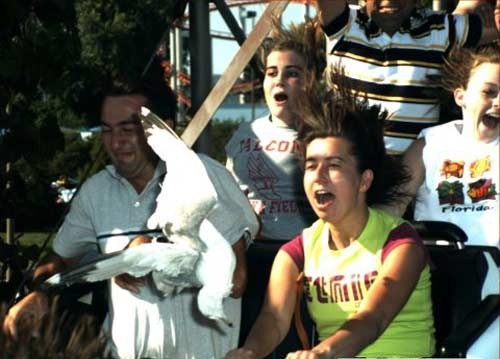 Best Roller Coaster Souvenir Photos Ever