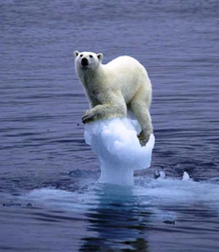 wait cant polar bears swim
