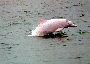 Chinese river dolphin
