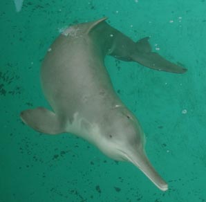 Chinese river dolphin