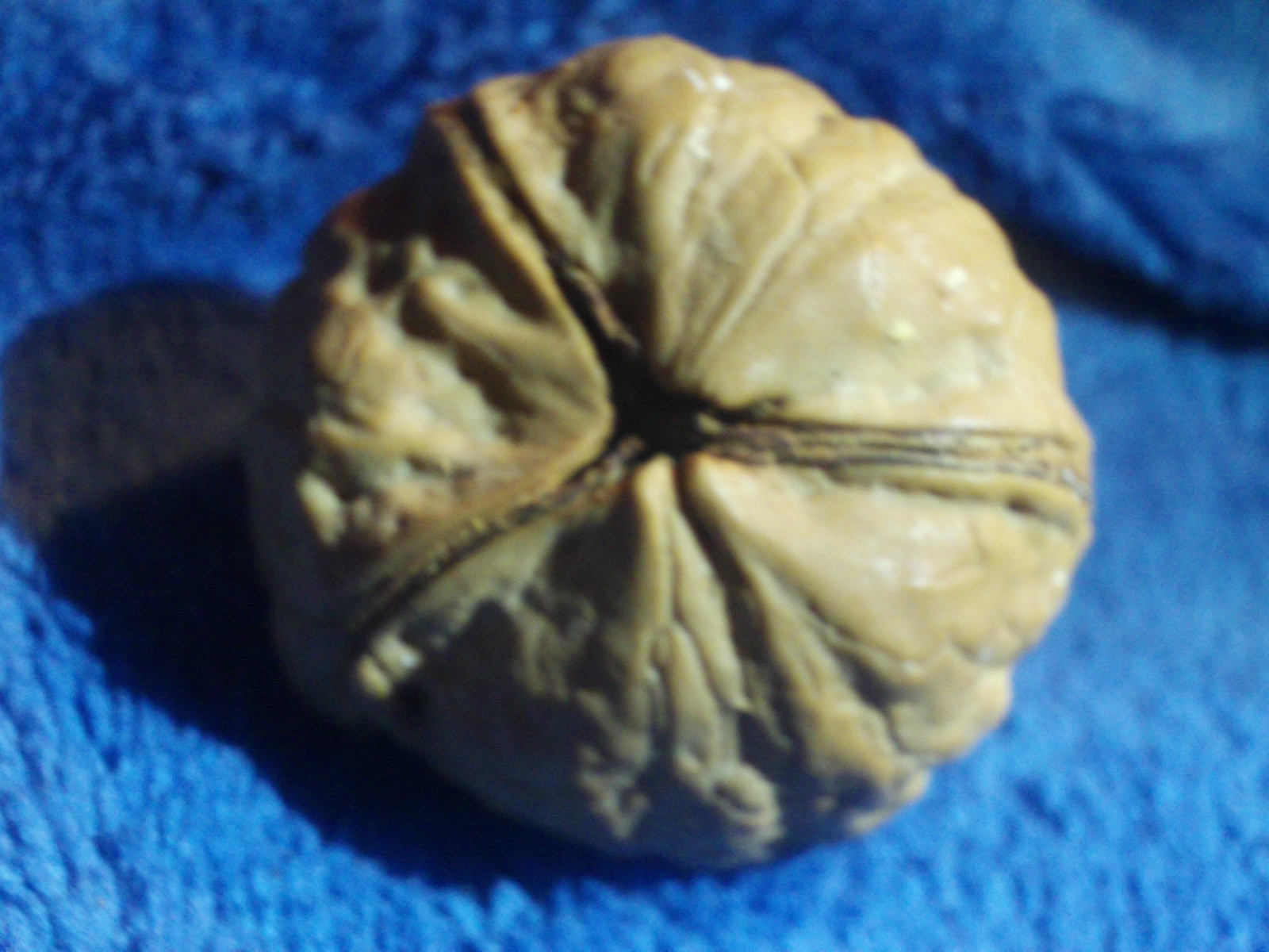 Rare three sided walnut-$5,000.00