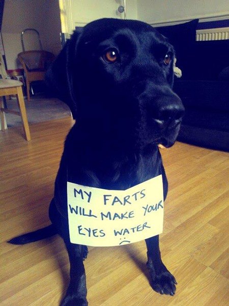 dog shaming fart - My Farts Will Make Make Your Eyes Water A
