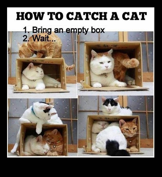 manual how to catch a cat - How To Catch A Cat 1. Bring an empty box 2. Wait...