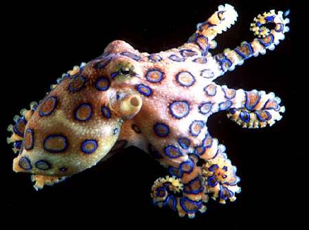 8 Most Dangerious Animals in the World