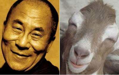 Dalai Lama - resembles - A Happy Llama
