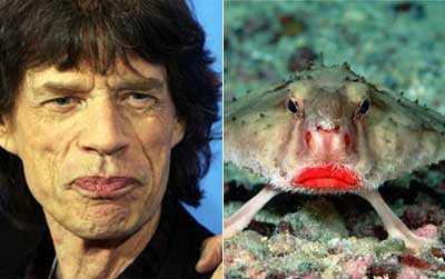 Mick Jagger - resembles - A Batfish