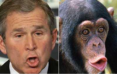 George Bush - resembles - Chimpanzee