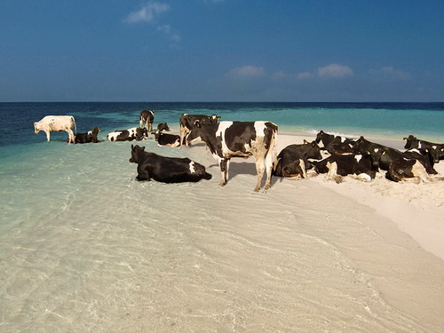 photoshop cows on the beach