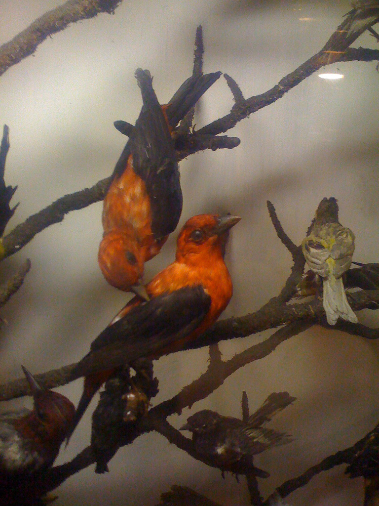 taxidermy museum