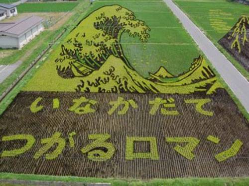 Amazing Japanese Rice Paddy Art...